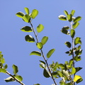 Prunus_mahaleb_Weichsel_02102014_Snejbjerg_005.JPG