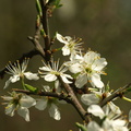 Prunus_spinosa_Slaaen_03052008_Tilst_009.JPG