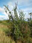 Prunus spinosa (Slåen)