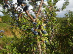 Prunus spinosa (Slåen)