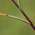 Puccinellia_maritima_Strand-Annelgraes_31072014_St_Havelse_OElsted_010.JPG