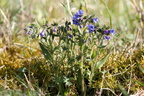 Pulmonaria angustifolia (Himmelblå lungeurt)