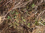 Pulsatilla vernalis (Vår-Kobjælde)