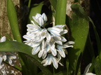 Puschkinia scilloides (Porcelænshyacint)