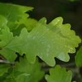 Quercus_petraea_Vinter-eg_21052008_004.JPG