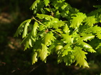 Quercus petraea (Vinter-eg)