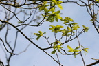 Quercus robur (Stilk-Eg)