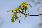 Quercus robur (Stilk-Eg)