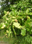 Quercus robur (Stilk-eg)