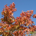 Quercus rubra (Rød-eg)