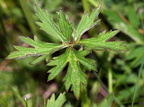 Ranunculus acris (Bidende ranunkel)