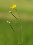 Ranunculus acris (Bidende ranunkel)