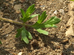 Ranunculus bulbosus (Knold-ranunkel)
