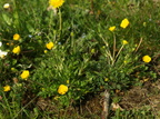 Ranunculus bulbosus (Knold-ranunkel)