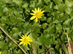 Ranunculus ficaria ssp ficaria (Almindelig Vorterod)
