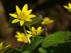 Ranunculus ficaria ssp ficaria (Almindelig Vorterod)