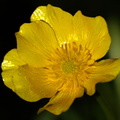 Ranunculus_polyanthemos_ssp__polyanthemos_Mangeblomstret_ranunkel_30052009_OEland_012.JPG