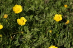 Ranunculus repens (Lav Ranunkel)