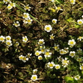 Ranunculus_trichophyllus_Haarfliget_vandranunkel_01062008_007.JPG