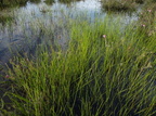 Rhynchospora fusca (Brun Næbfrø)
