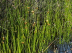 Rhynchospora fusca (Brun Næbfrø)