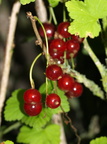 Ribes rubrum (Have-ribs)