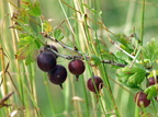 Ribes uva-crispa (Stikkelsbær)