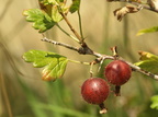 Ribes uva-crispa (Stikkelsbær)