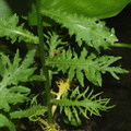 Rorippa amphibia (Vandpeberrod)