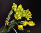Rorippa palustris (Kær-guldkarse)