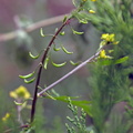 Rorippa palustris (Kær-guldkarse)