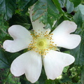 Rosa canina ssp. canina (Glat hunde-rose)