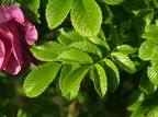 Rosa rugosa (Rynket rose)