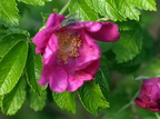Rosa rugosa (Rynket rose)