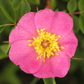 Rosa virginiana (Glansbladet Rose)