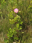 Rosa virginiana (Glansbladet Rose)