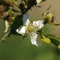 Rubus_caesius_Korbaer_23072008_Roende_010.JPG