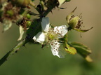 Rubus caesius (Korbær)
