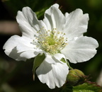 Rubus caesius (Korbær)