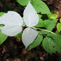 Rubus_idaeus_Hindbaer_05082009_004.jpg