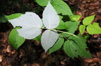Rubus idaeus (Hindbær)