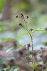 Rubus infestus (Klotornet Brombær)