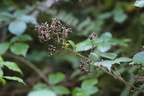 Rubus infestus (Klotornet Brombær)