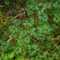 Rubus_laciniatus_Fliget_Brombaer_05102011_001.JPG
