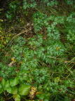 Rubus laciniatus (Fliget Brombær)