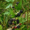 Rubus_laciniatus_Fliget_Brombaer_05102011_002.JPG