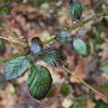 Rubus sekt. Rubus (Brombær)