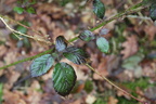Rubus sekt. Rubus (Brombær)
