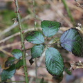 Rubus_sekt_Rubus_Brombaer_05032014_Stoubaek_Krat_004.JPG