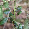 Rubus_sekt_Rubus_Brombaer_05032014_Stoubaek_Krat_010.JPG